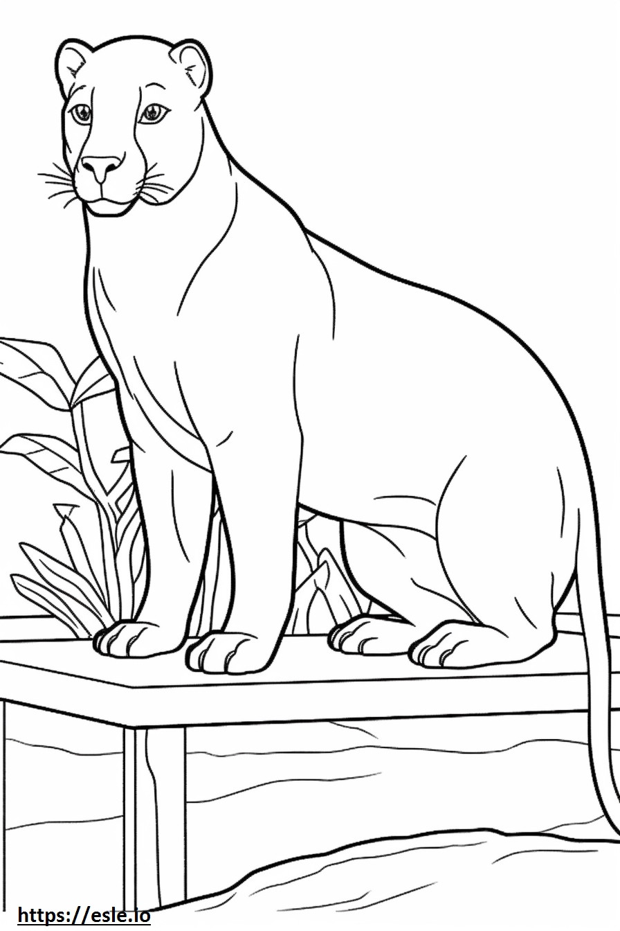 Bombay baby coloring page