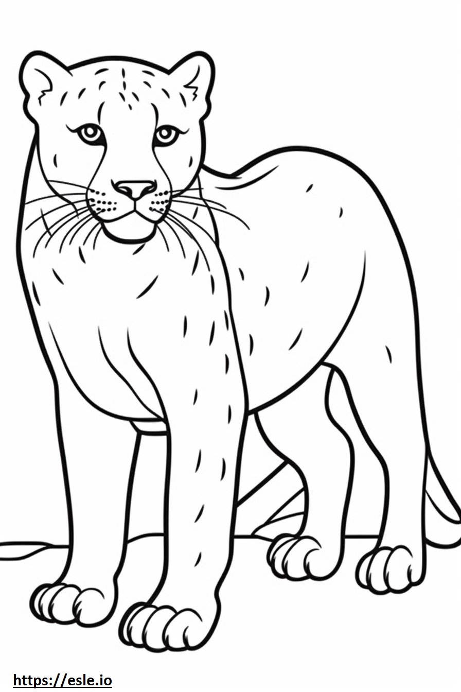 Bombay carino da colorare