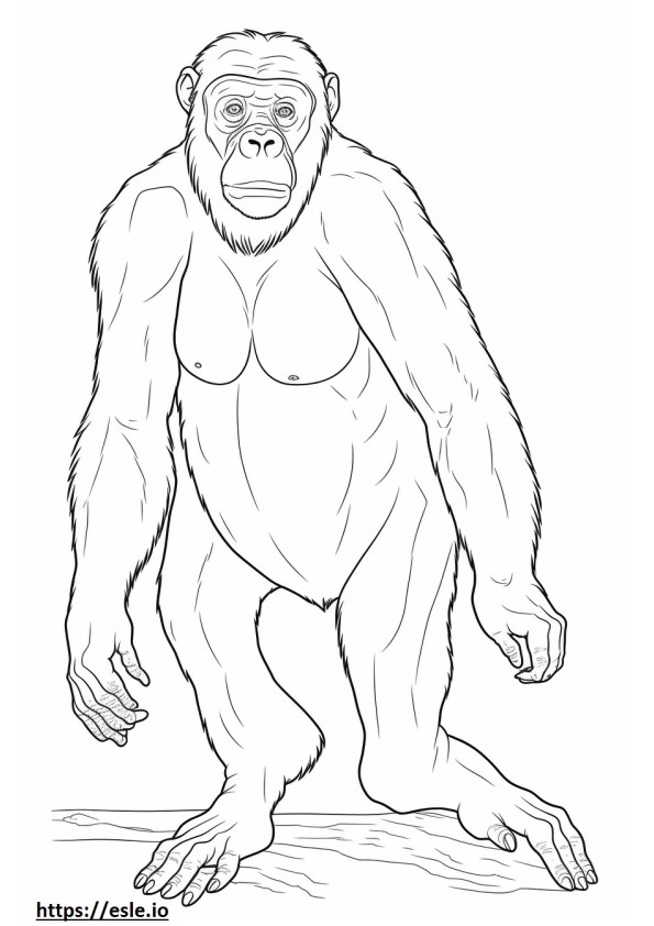 Bonobo full body coloring page