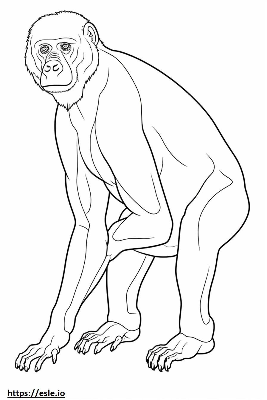 Bonobo baby coloring page
