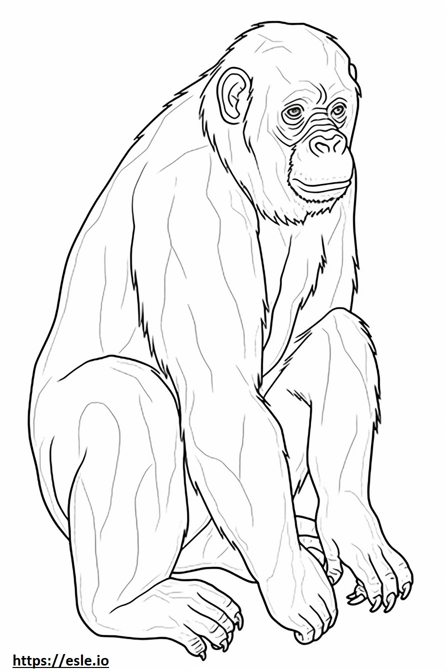 Bonobo vauva värityskuva