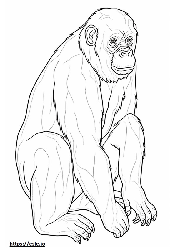 Bonobo, kochanie kolorowanka