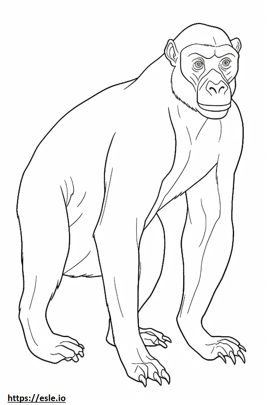 Cartone animato di bonobo da colorare