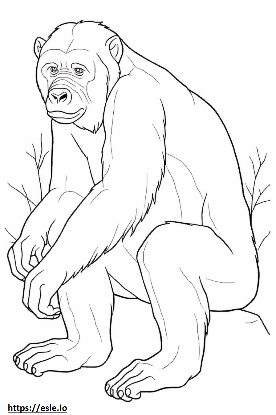 Bonobo jogando para colorir
