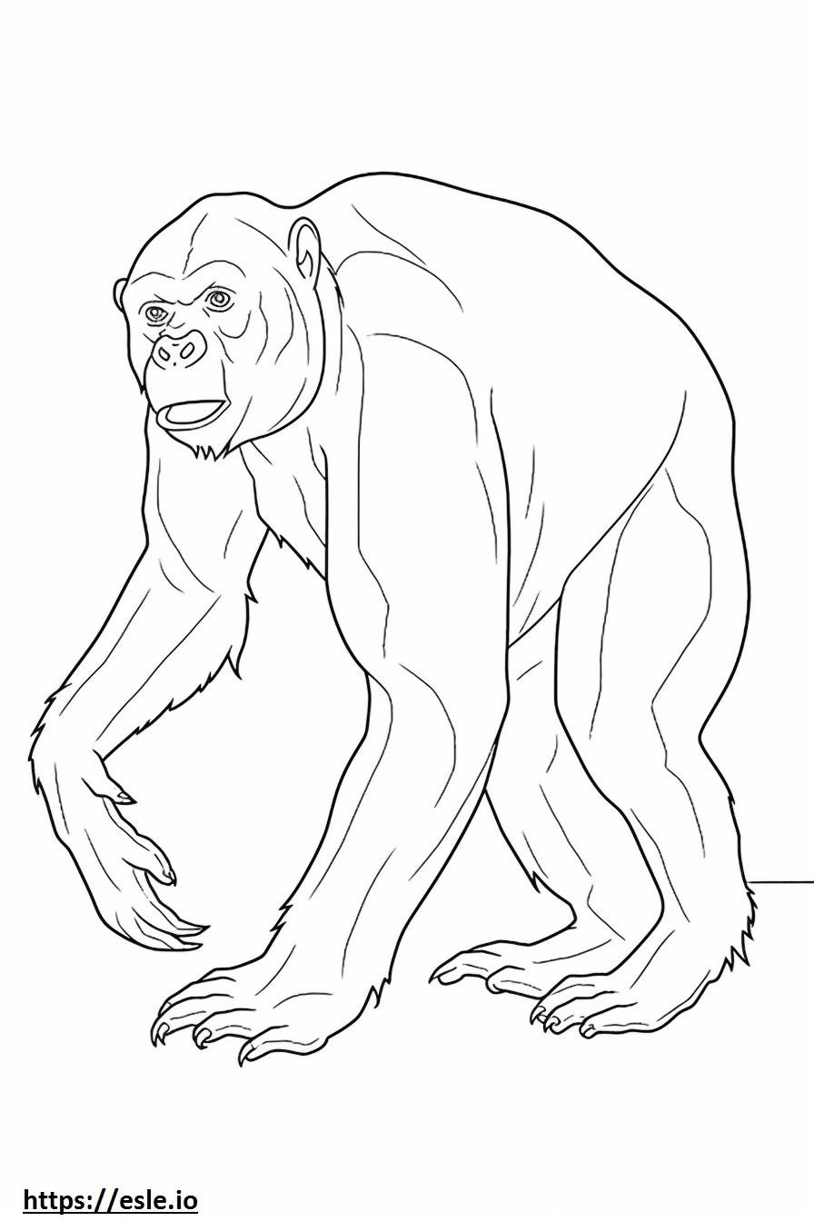 Bonobo játék szinező