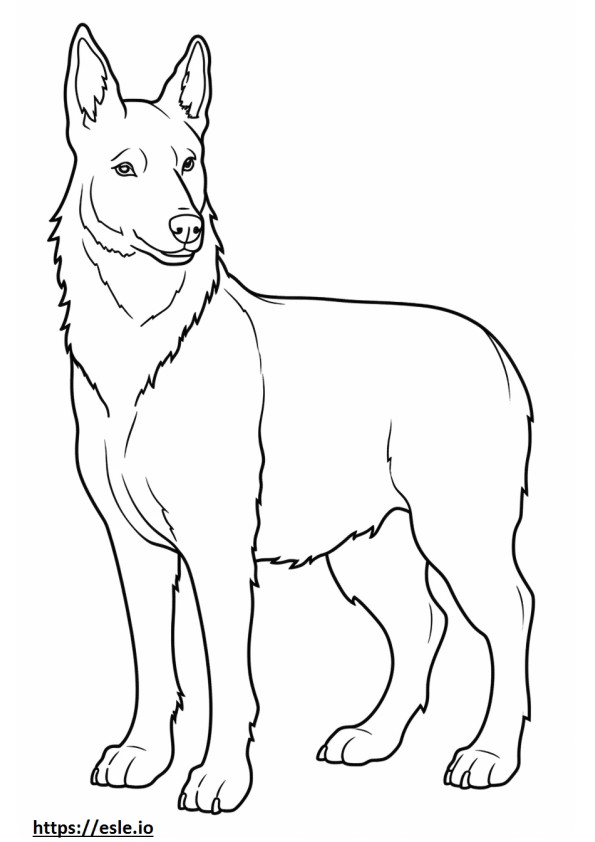 Border Collie full body coloring page