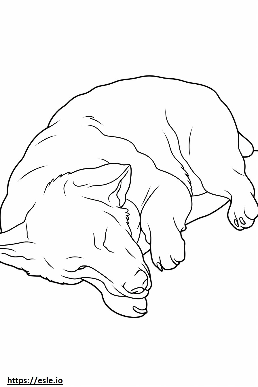 Border Collie dormindo para colorir
