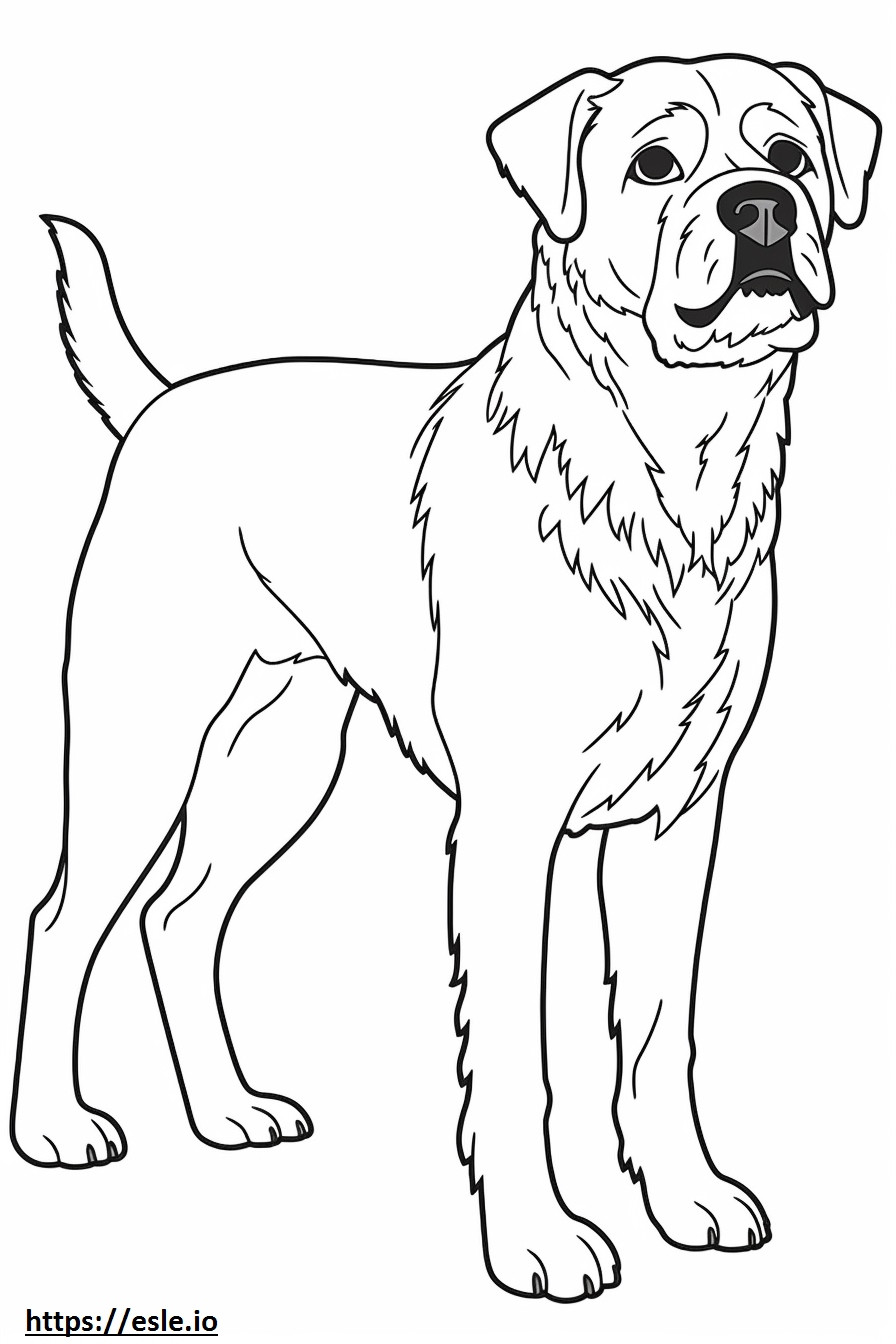 Border Terrier full body coloring page