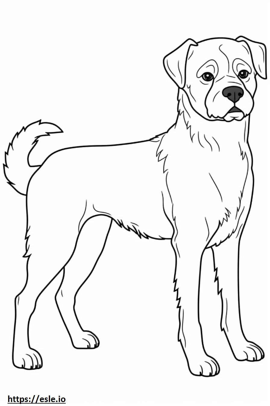 Border Terrier full body coloring page