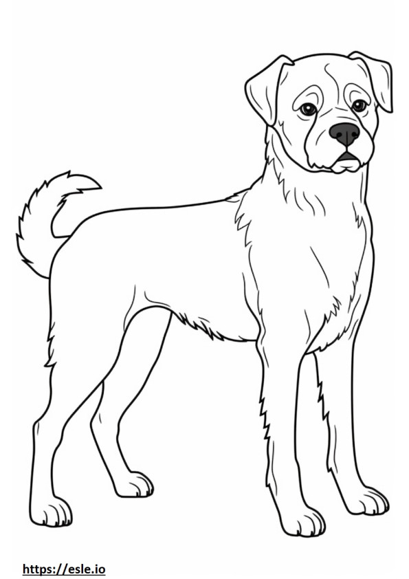 Border Terrier a corpo intero da colorare