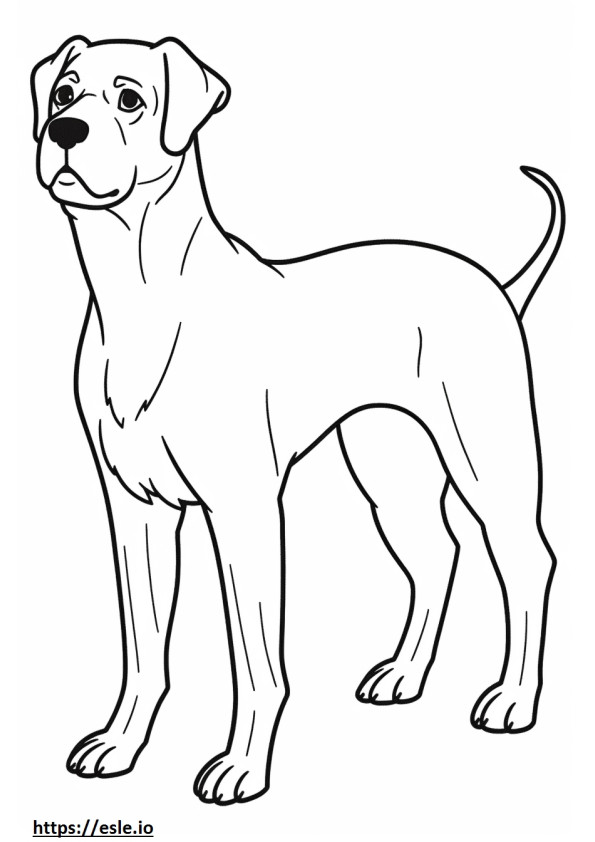 Border Terrier a corpo intero da colorare