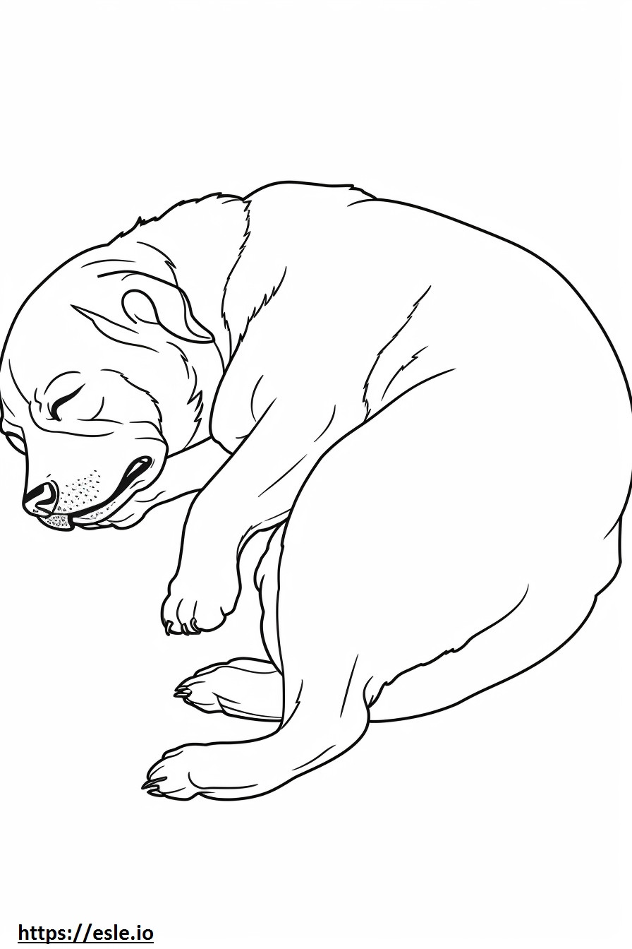Coloriage Border Terrier dormir à imprimer
