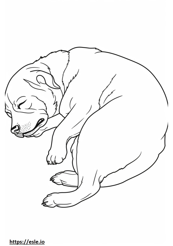 Border Terrier śpi kolorowanka