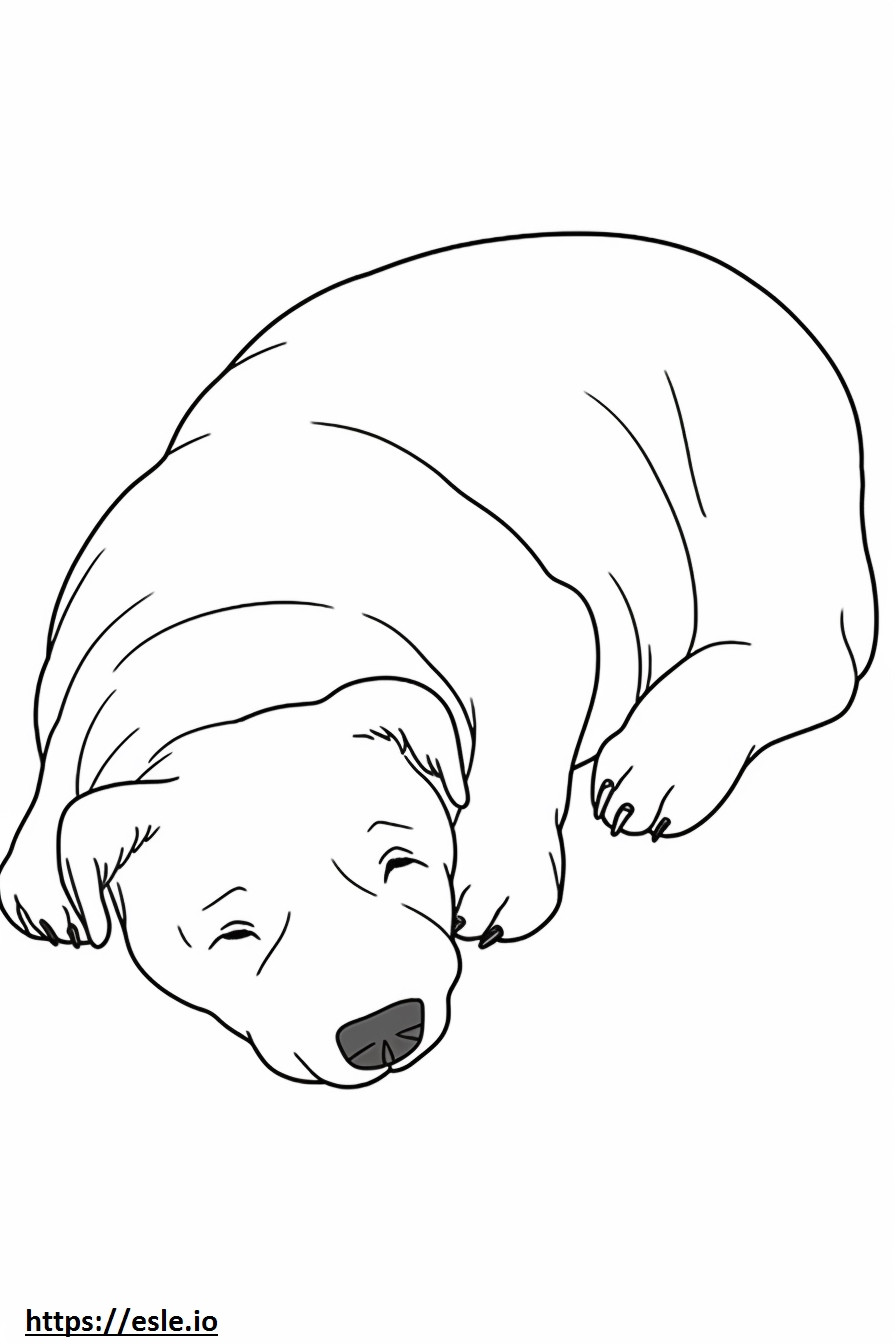 Border Terrier dormindo para colorir