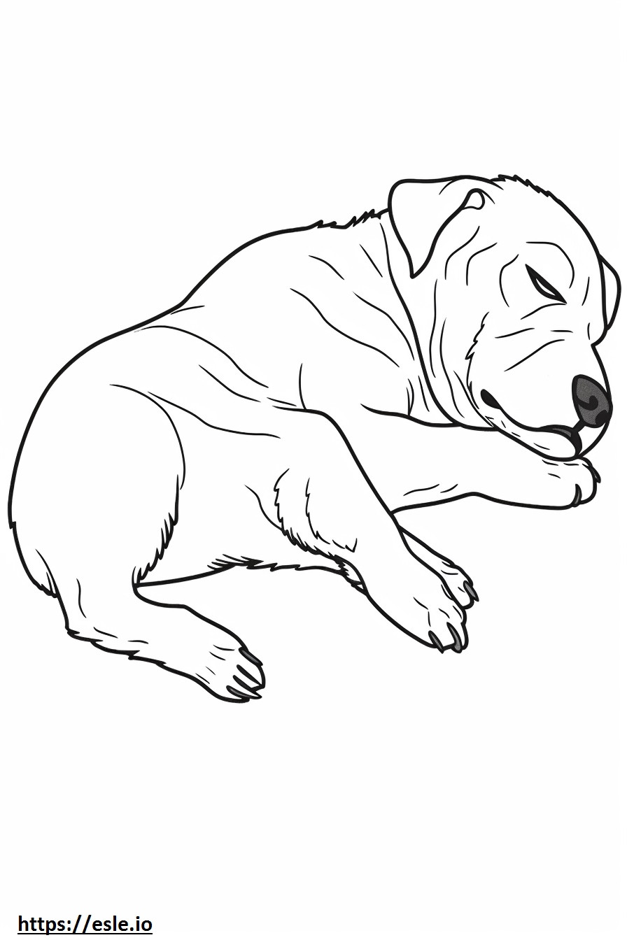 Coloriage Border Terrier dormir à imprimer