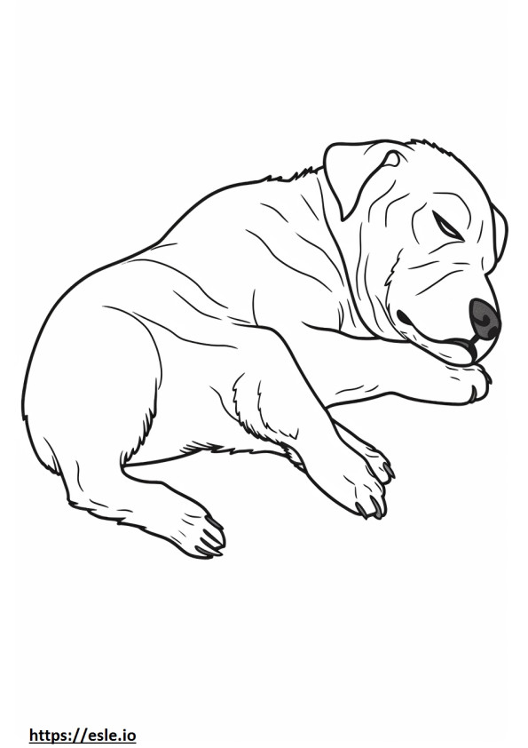 Border Terrier schläft ausmalbild