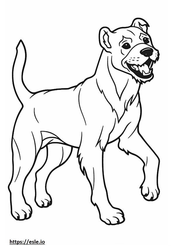 Border Terrier jogando para colorir