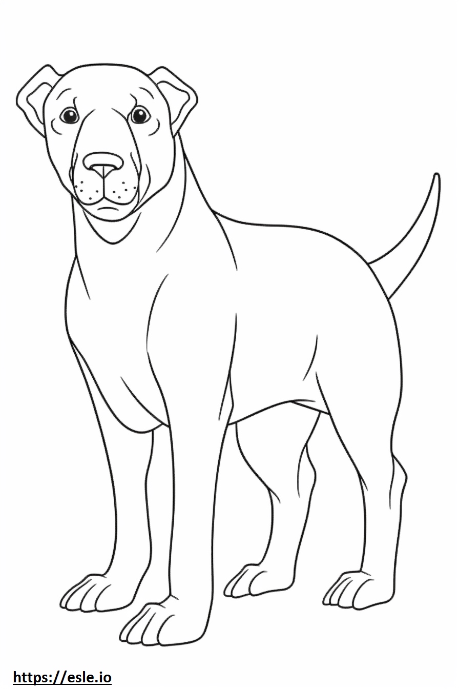 Bordoodle full body 0 coloring page for kids
