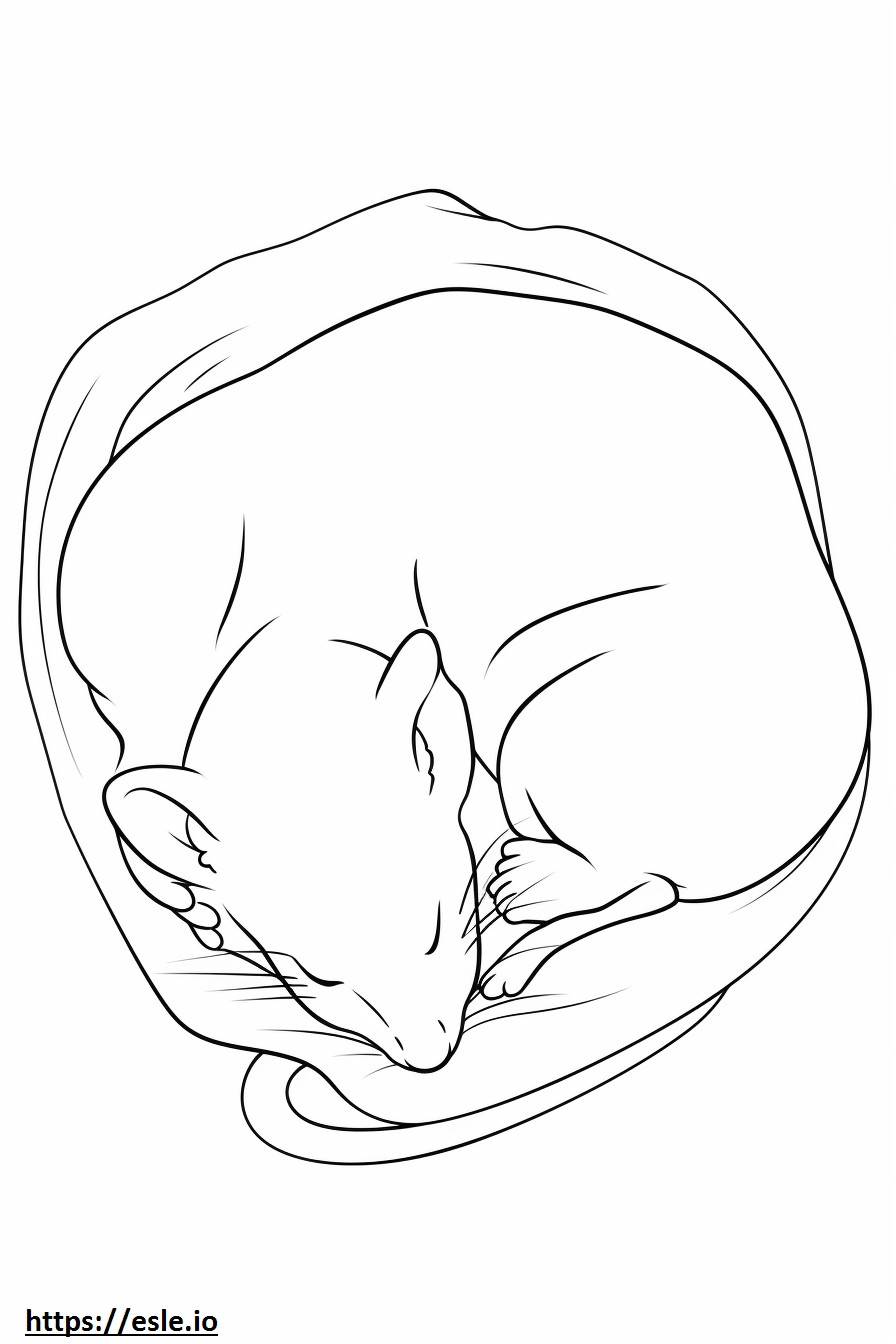 Bordoodle Sleeping coloring page