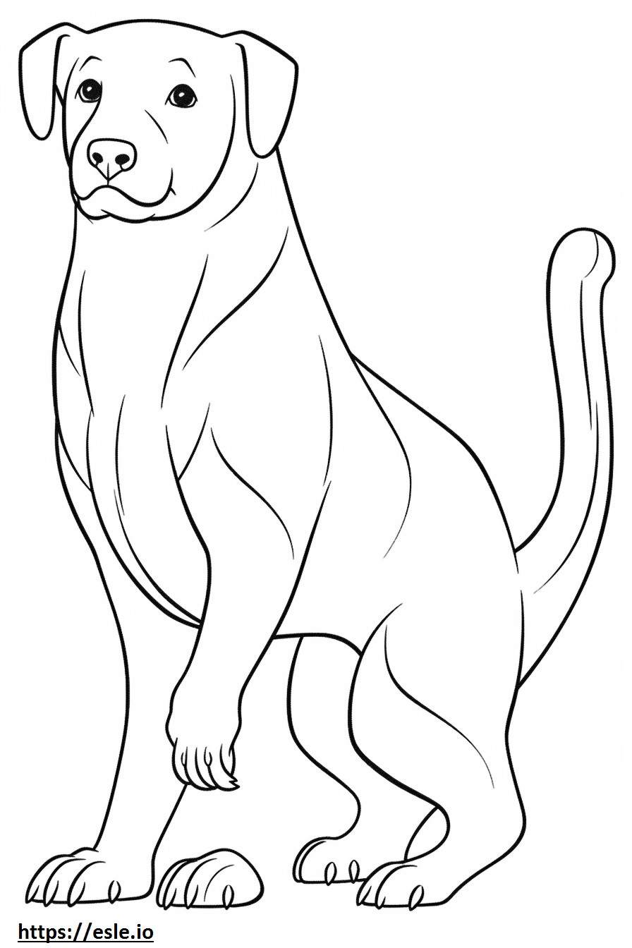 Borkie full body coloring page
