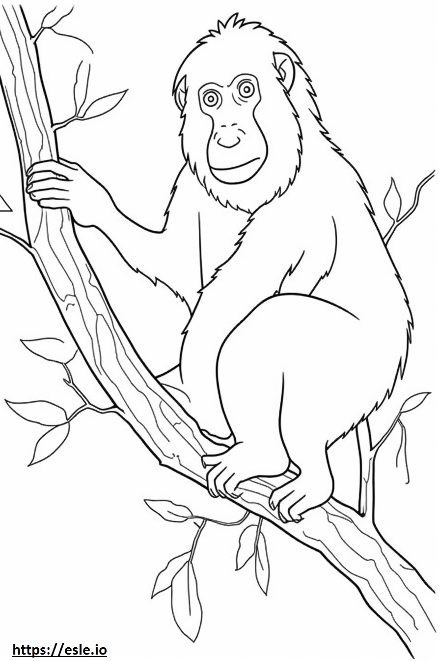Dziecko orangutana borneańskiego kolorowanka