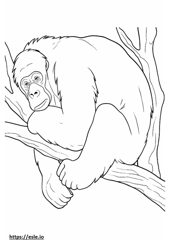 Orangután de Borneo durmiendo para colorear e imprimir