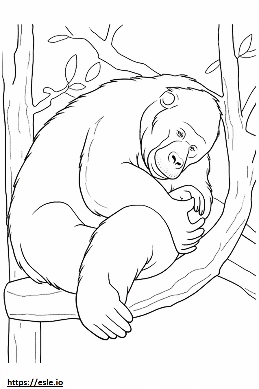Orangotango de Bornéu dormindo para colorir