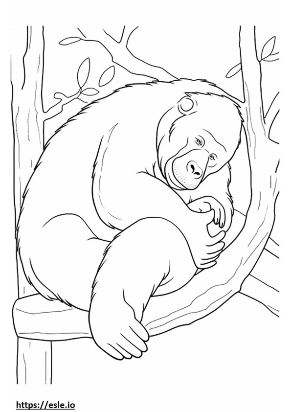 Orangután de Borneo durmiendo para colorear e imprimir