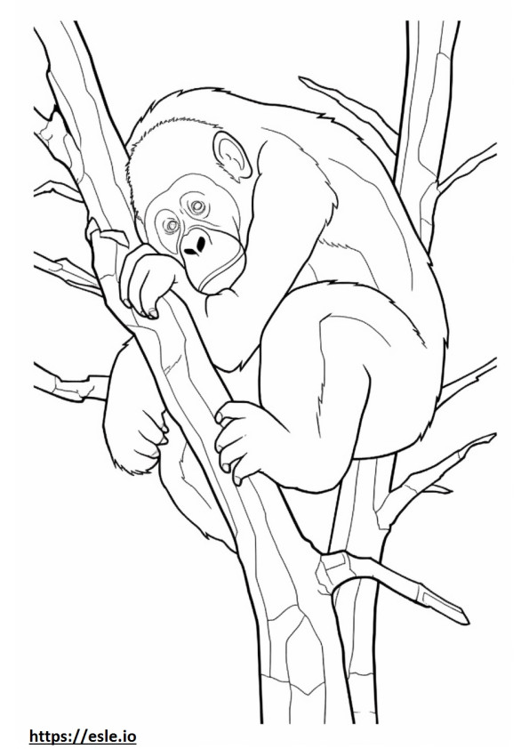 Orangotango de Bornéu dormindo para colorir