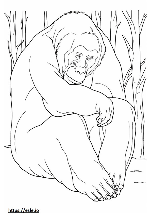Bornean Orangutan Sleeping värityskuva