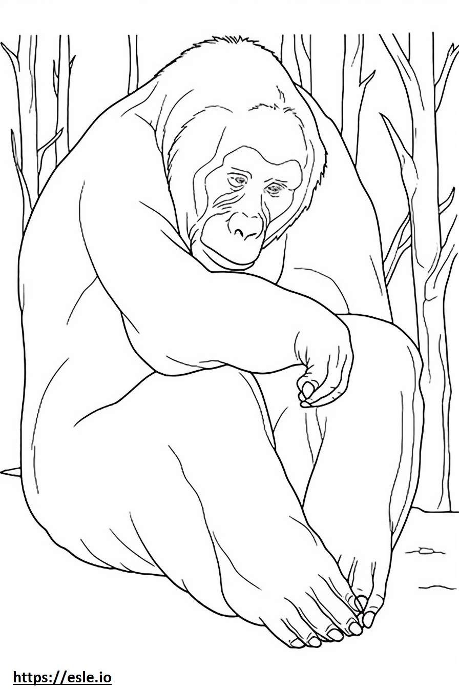 Bornean Orangutan Sleeping 3 Coloring Page