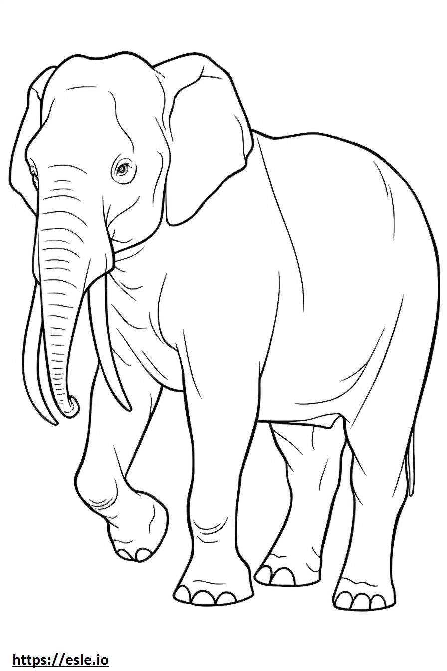 Elefante de Borneo de cuerpo entero para colorear e imprimir