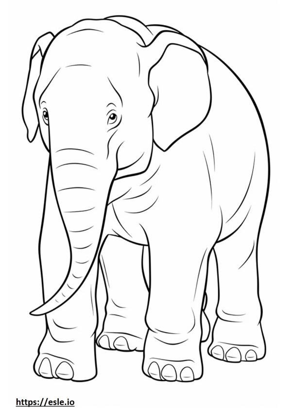 Bebê elefante de Bornéu para colorir