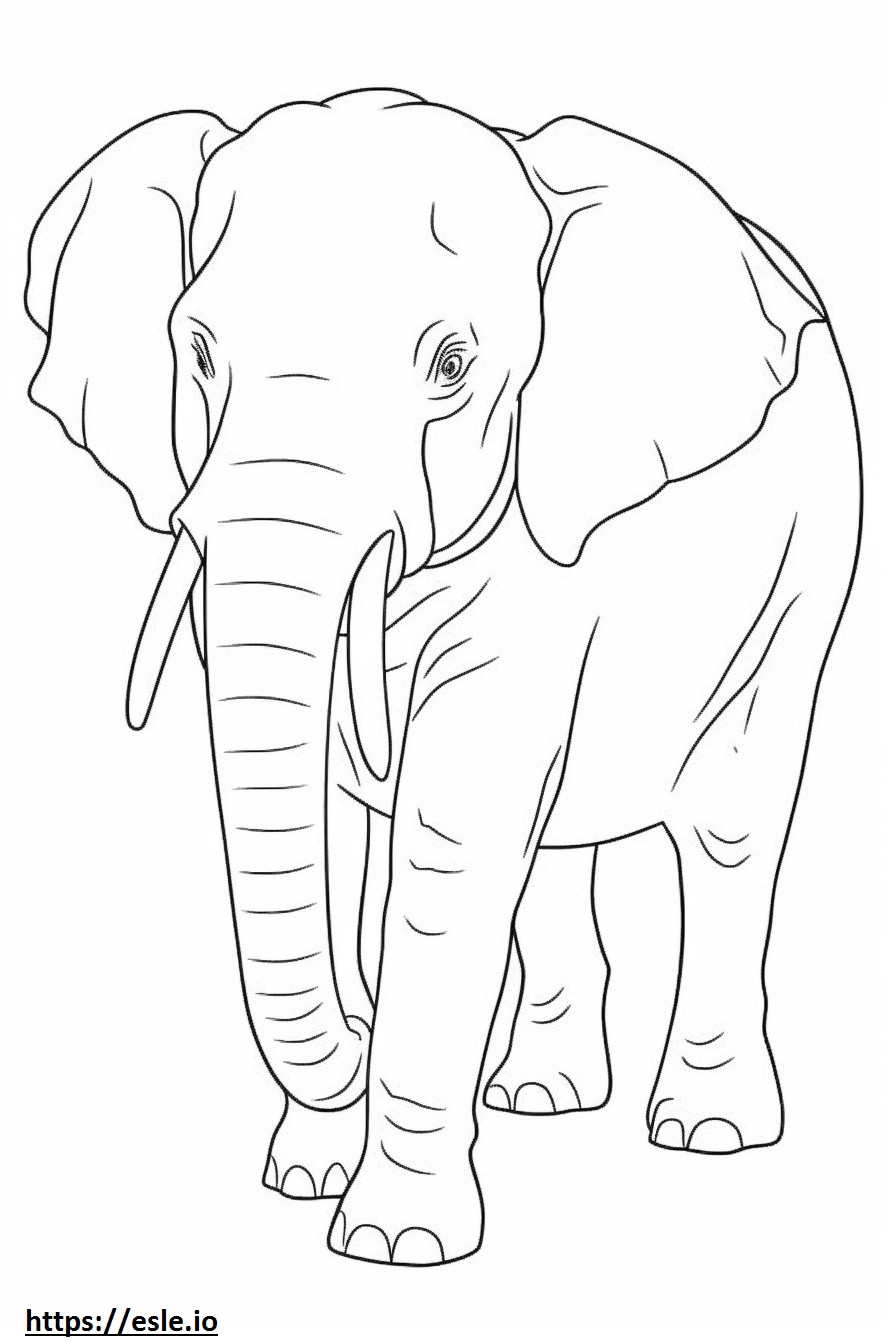 Borneo Elephant cute coloring page
