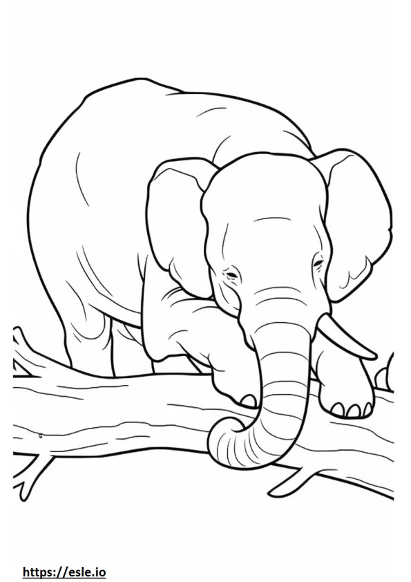 Elefante de Bornéu dormindo para colorir