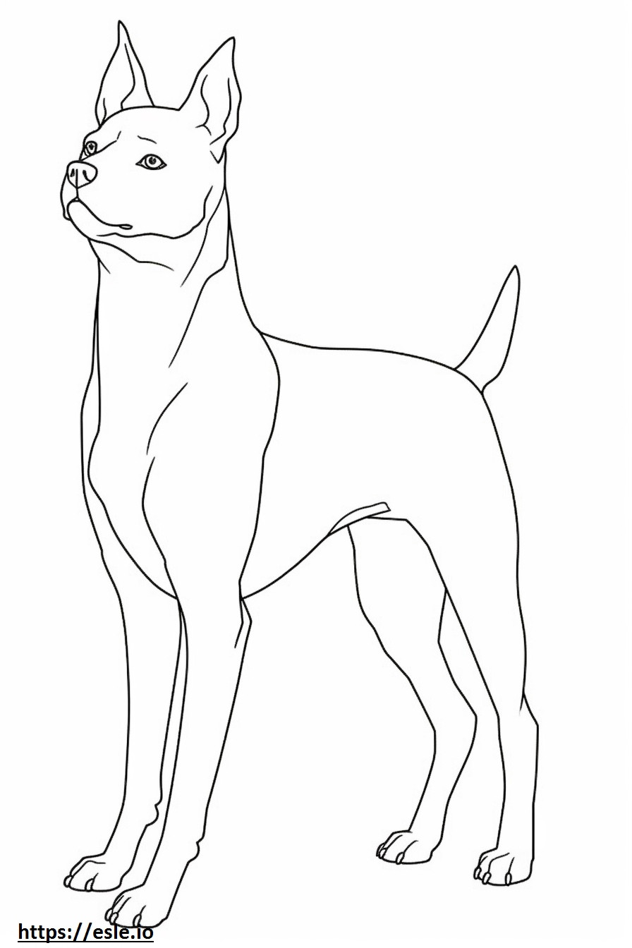 Boston Terrier full body coloring page