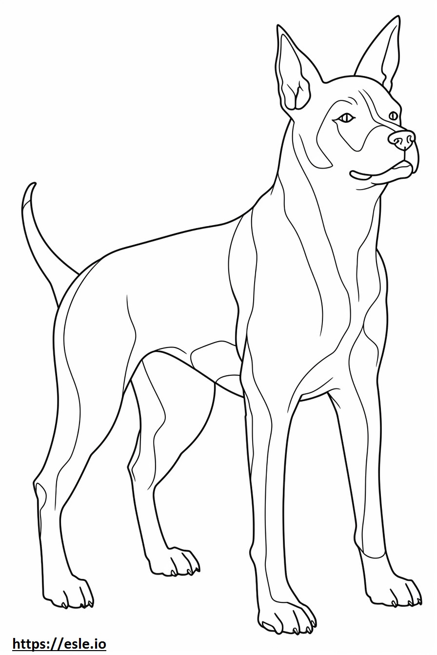 Corpo inteiro do Boston Terrier para colorir