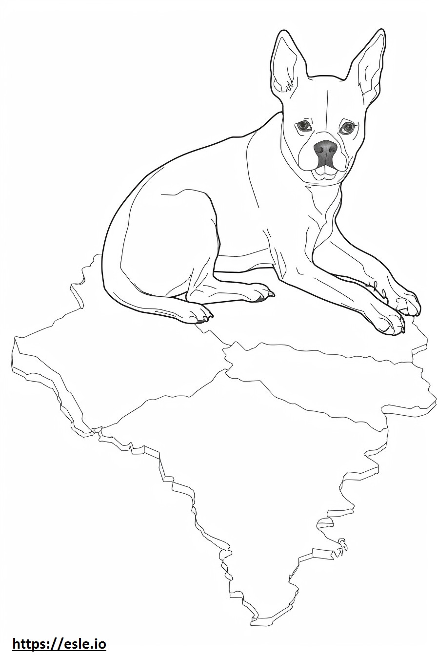 Coloriage Bébé Boston Terrier à imprimer