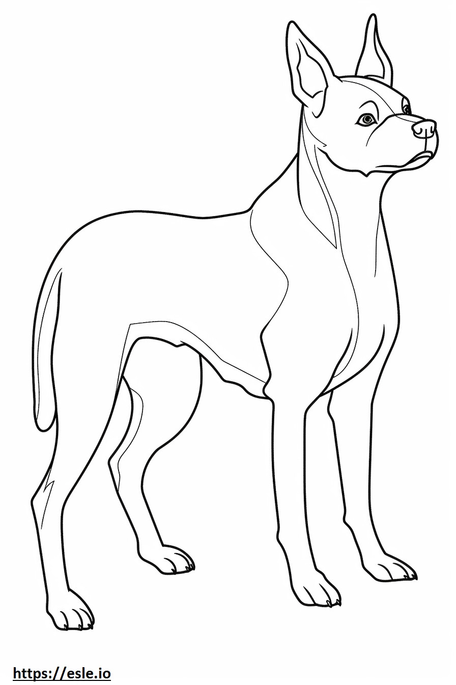 Cartone animato di Boston Terrier da colorare