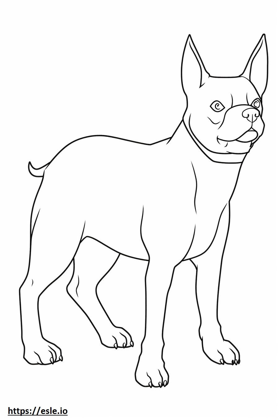 Desenho animado do Boston Terrier para colorir