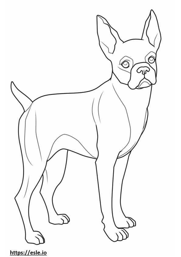 Boston Terrier cute coloring page