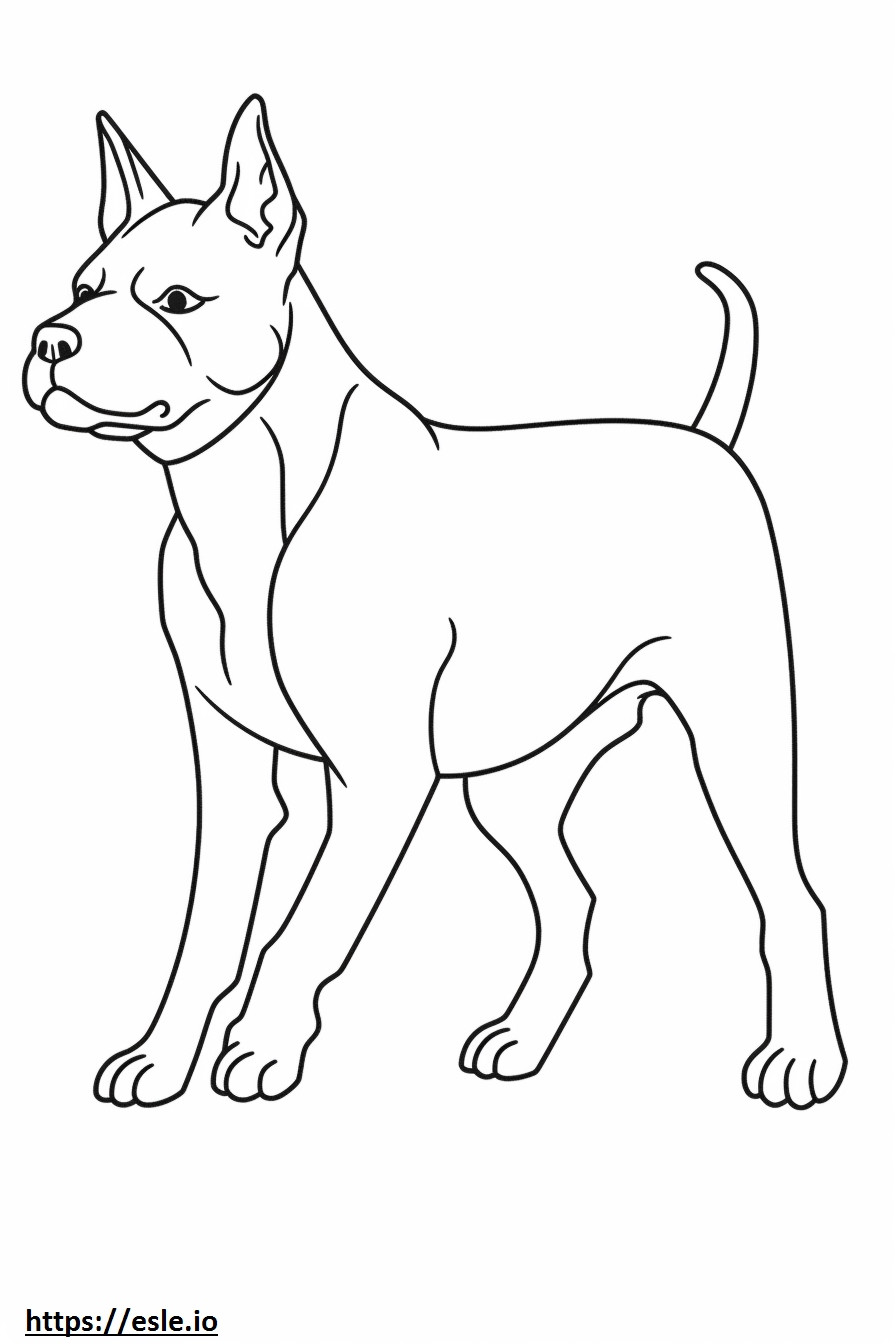 Boston Terrier fofo para colorir