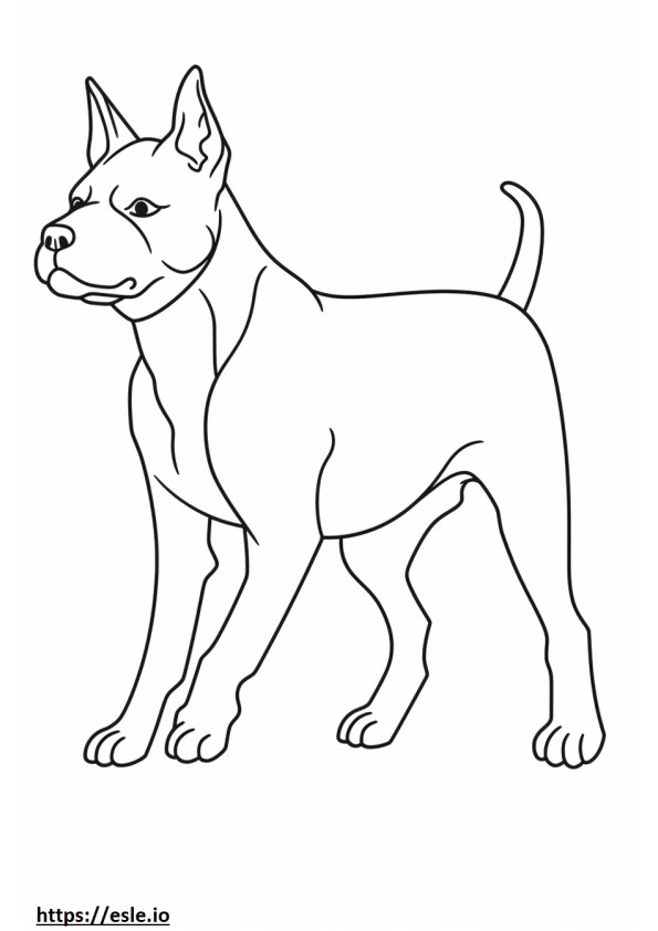 Boston Terrier cute coloring page