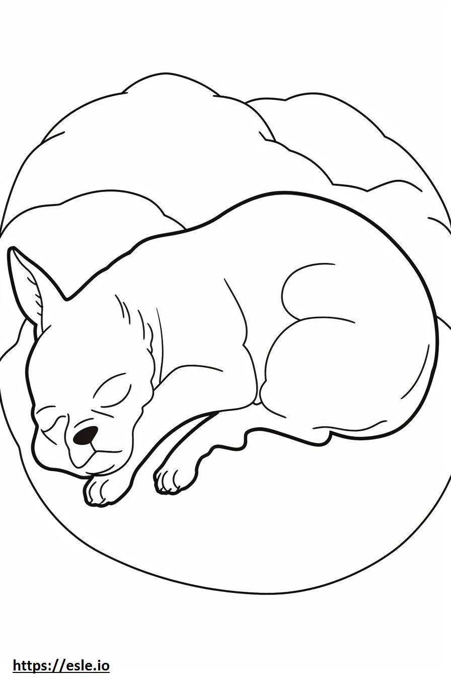 Coloriage Boston Terrier dormant à imprimer