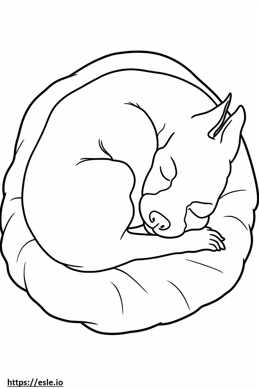 Coloriage Boston Terrier dormant à imprimer