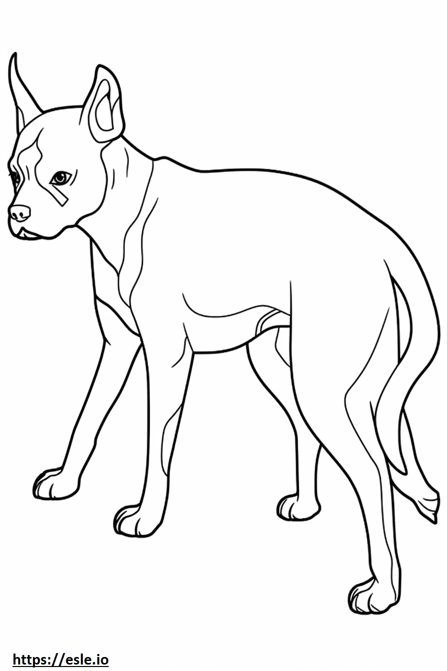 Boston Terrier Playing Coloring Page