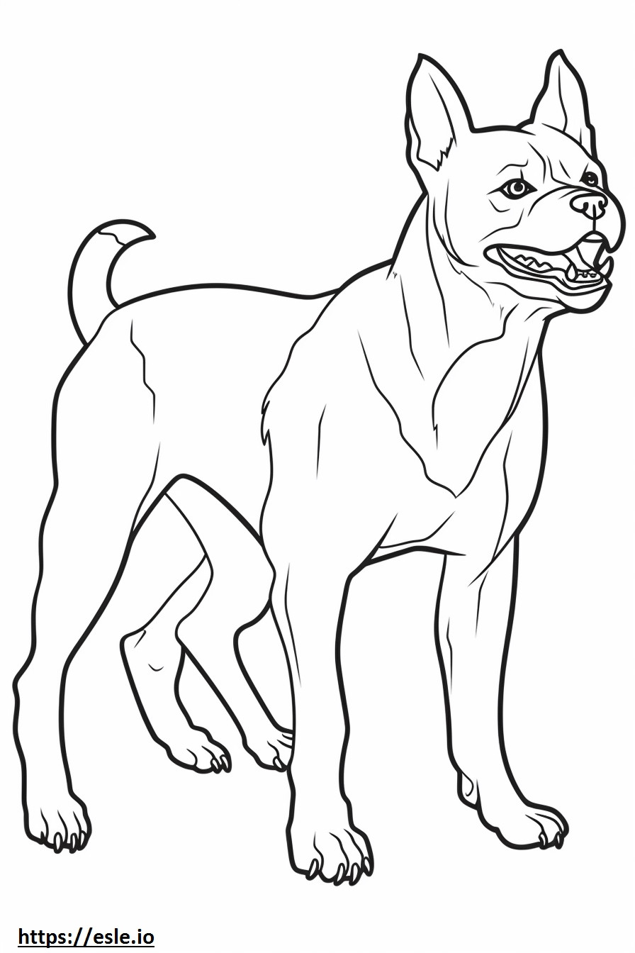 Boston Terrier Playing coloring page