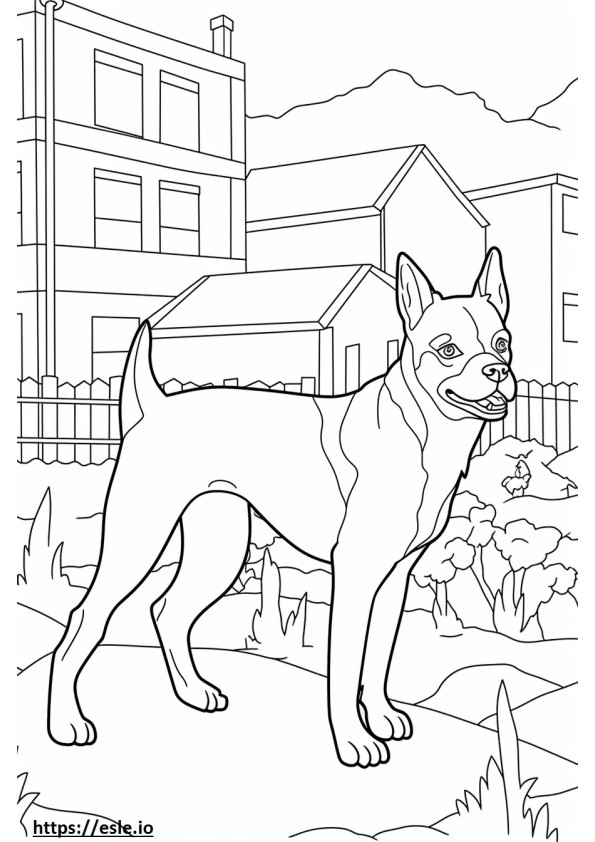 Amigável ao Boston Terrier para colorir