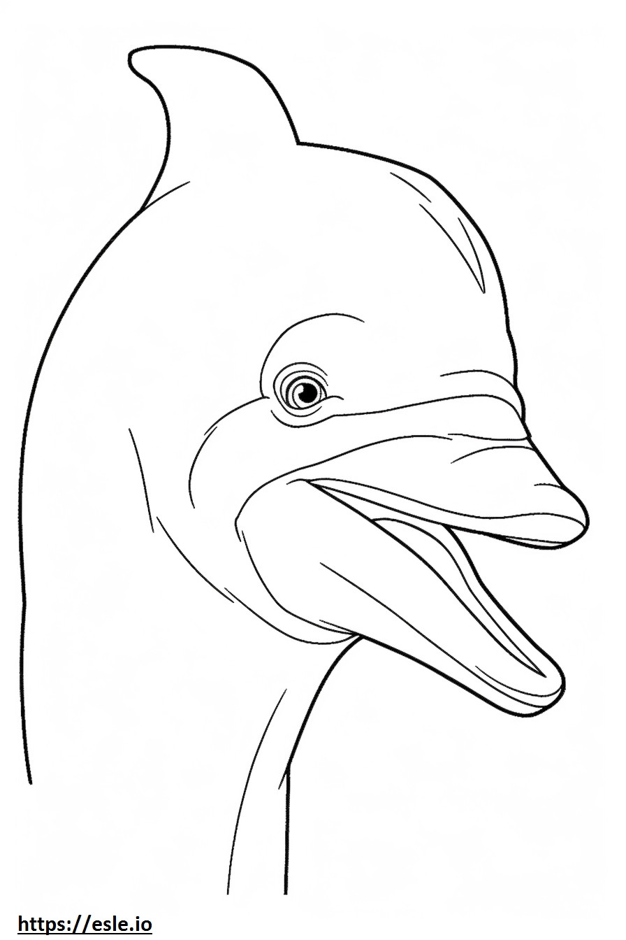 Bottlenose Dolphin face coloring page