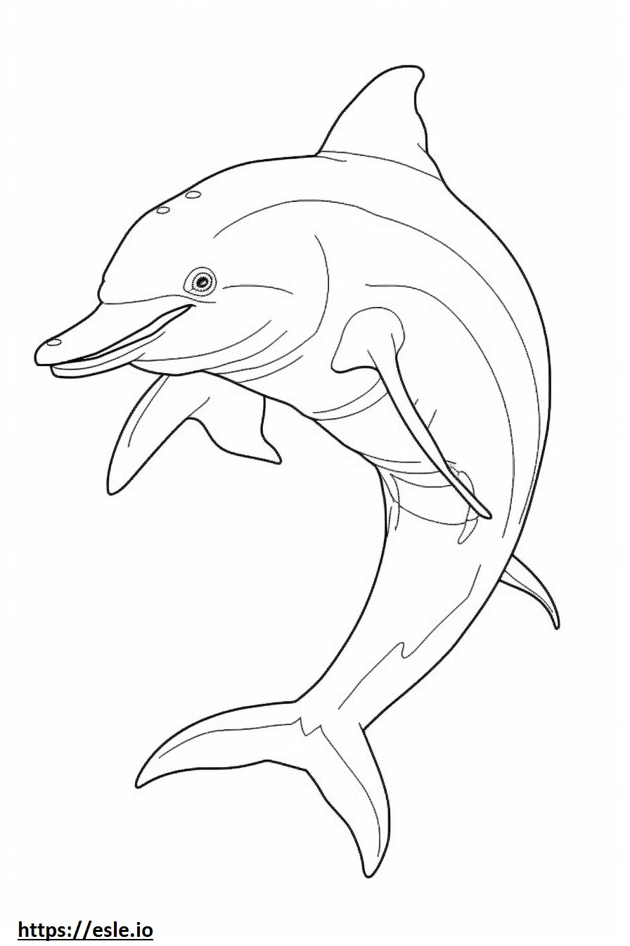 Delfín mular de cuerpo completo para colorear e imprimir